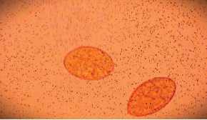 Изображение на обложке