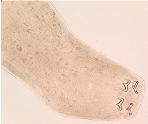 Изображение на обложке