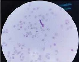 Изображение на обложке